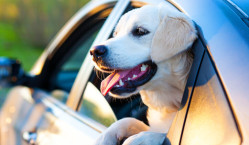Car rental what pet owners need to know Car rental what pet owners need to know